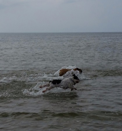 Kapplöpning i vattnet